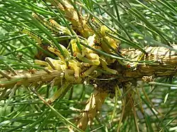 Mass of Diprion pini sawfly caterpillars on pine tree