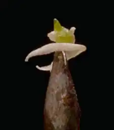 Disa uniflora seedling on a Sphagnum leaf, on a thumbtack point