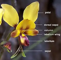 Diuris carinata