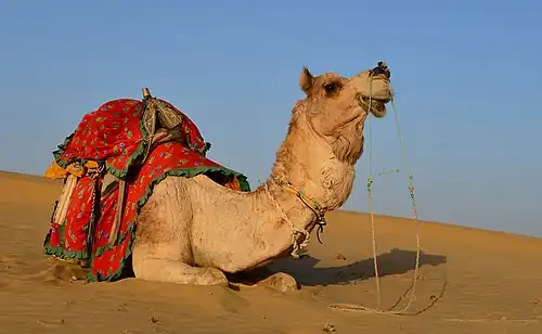 A dromedary in the Thar desert