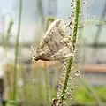 Moth, Phalaenophana pyramusalis (dark-banded owlet) trapped by Drosera filiformis