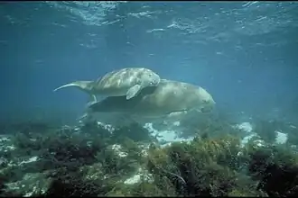 Dugong mother and her offspring in shallow water
