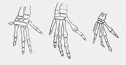 Diagram of the bones in a dugong forelimb at different stages of life