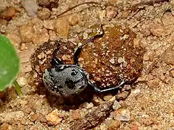 A dung beetle with two balls of dung