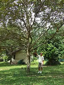 Juvenile tree, Malaysia. Mature specimens can grow up to 50 metres (160 feet).