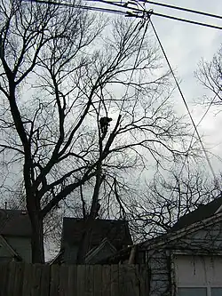 Arborist removing infected elm in Saint Paul, Minnesota, 2005