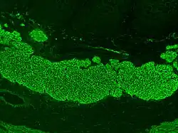 Immunofluorescence stain of antibodies