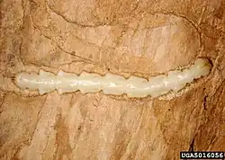 Emerald ash borer larva