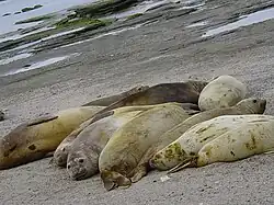 Photo of seven adult and juvenile southern elephant seals packed closely on beach