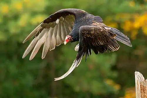 Eastern turkey vulture C. a. septentrionalis, Canada