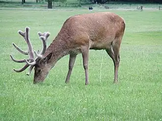 Deer urinate in a standing or squatting position.[112][113][114]