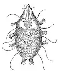 Drawing of Echiniscus sp. by C.A.S. Schultze, 1861
