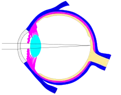 This svg file was configured so that the rays, diaphragm and crystalline lens are easily modified[68]