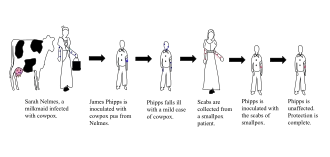 The steps taken by Edward Jenner to create vaccination, the first vaccine for smallpox. Jenner did this by inoculating James Phipps with cowpox, a virus similar to smallpox, to create immunity, unlike variolation, which used smallpox to create an immunity to itself.