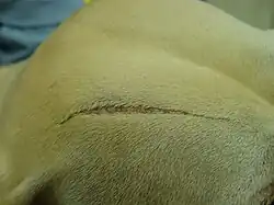 EDS in the same dog showing an atrophic scar