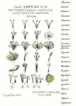 Diagram of 24 different flowers