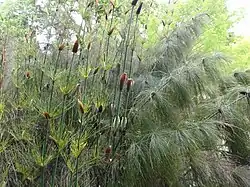 Elegia capensis stand