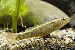 Eleotris oxycephala; Eleotridae