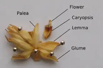 Spikelet opened to show caryopsis