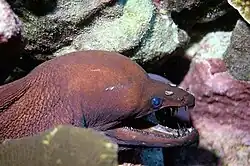 A red eel underwater