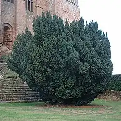An Irish yew, var. 'Fastigiata', at Kenilworth Castle
