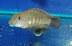 Eretmodini (E): Eretmodus cyanostictus lives near the bottom in the turbulent, coastal surf zone,[53] like other members of its tribe[51]