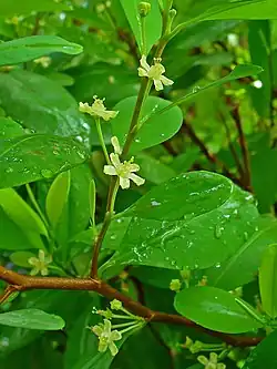 flowers and foliage
