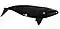 South Atlantic right whale illustration with an overall black coloration with a white patch above the eyes, callosities on the opening of the mouth, and a large body