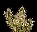 Euphorbia ferox