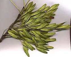 Winged fruits (samaras) of F. excelsior