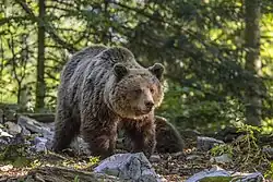 A bear in a wooded area
