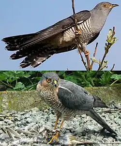 Mimicry in a brood parasite: Cuckoo mimics sparrowhawk, alarming small birds enough to give time to lay eggs.[98]