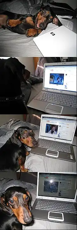 A dog looks excited to see a laptop. Once the laptop is opened, the dog sees "Never Gonna Give You Up". The dog then looks annoyed.