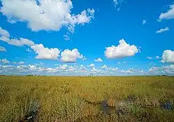 The most prominent feature of the Everglades are the sawgrass prairies found across the region.