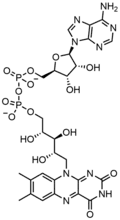 FAD, a dinucleotide enzymatic cofactor in which one of the ribose sugars adopts a linear configuration rather than a ring.