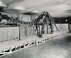 Archival 1950s photograph of the Field Museum’s Apatosaurus skeletal mount in the Geology Hall, captured during renovation, with Charles R. Knight prehistoric murals lining the walls.