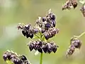 Seed and withered flower of buckwheat