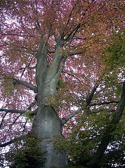 F. sylvatica var Purpurea