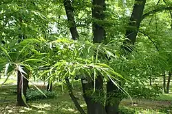 F. sylvatica var Asplenifolia