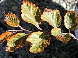 F. sylvatica var Roseomarginata