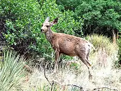 Female mule deer in Garden of the Gods, Colorado Springs, Colorado, US