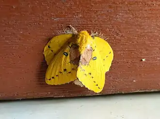 Female rose-myrtle lappet moth hanging on the wooden door