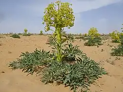 Tall plant with a rosette of green leaves, a very thick yellowish-green stem, and a panicle of umbels of the same color as the stem, growing in sandy desert conditions.