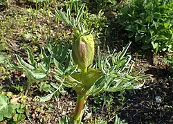Color photograph of the apex of a stem with a developing inflorescence protected by leaf sheaths.