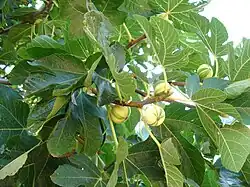 Variegated fig