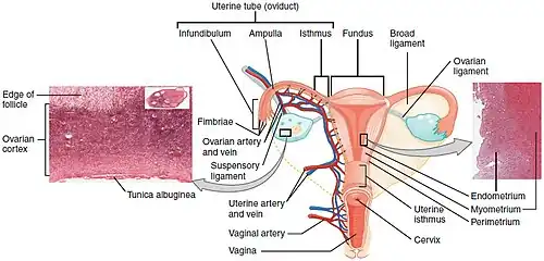 A diagram showing the female reproductive tract with histological images of the uterine wall and normal endometrium