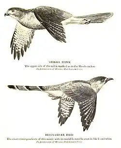 Common hawk-cuckoo resembles a predator, the shikra.[99]