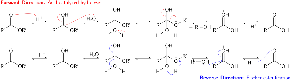 The acid-catalyzed hydrolysis of an ester and Fischer esterification correspond to two directions of an equilibrium process.