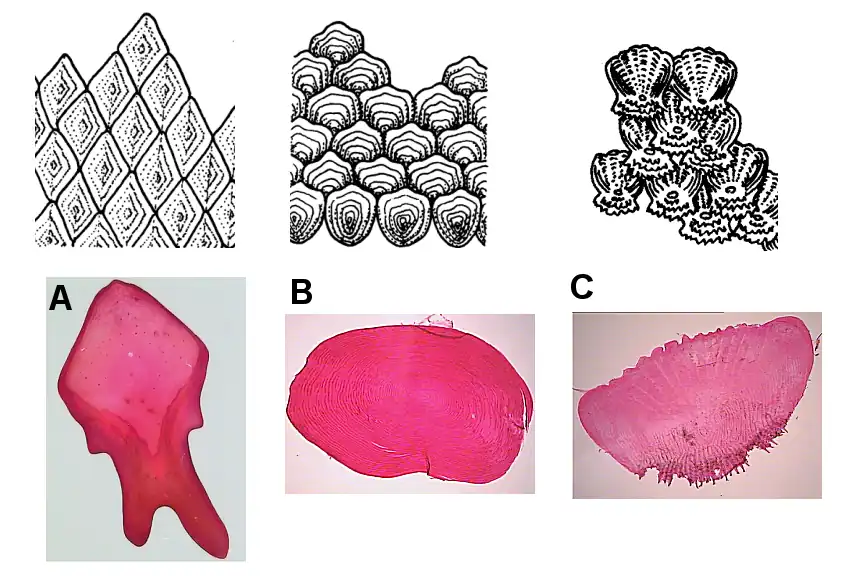 Fish scales: A.&nbsp;ganoid; B.&nbsp;cycloid; C.&nbsp;ctenoid