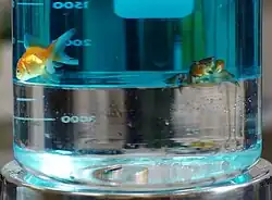 Beaker with two layers of liquid, goldfish and crab in top, coin sunk in the bottom